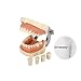 YOUYA DENTAL TM-021 Dental Typodont Teeth Model Completely Detachable Teaching Study Tools Typodont Articulated Anatomy Teeth Model 28 Removable Teeth, with a Small Screwdriver