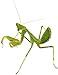 Insect Lore Live Praying Mantis Hatching Kit Gift Box Toy - Viewing Habitat with Live Egg Case Life Cycle Toy Figurines and More - SHIP NOW
