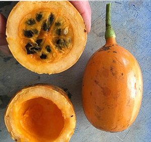 10 seeds cayaponia sp.  el oro  orange fruit vine plant