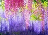 Chinese Pink WISTERIA Vine~(GREAT 4 Bonsai)~Seed~1 Seed ONLY