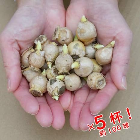 Amazon 球根掴み取り オーニソガラム バランサエ編 両手にいっぱいすくって約球を5回分で約100球でお届け 他品同梱可 関東甲信越地域以外は別途送料がかかります 球根