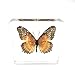 Real Butterfly Specimen Specimens Paperweight Paperweights Collection Display(3x3x0.6