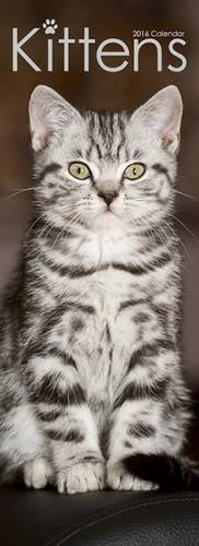 Kittens Slim Calendar 2016