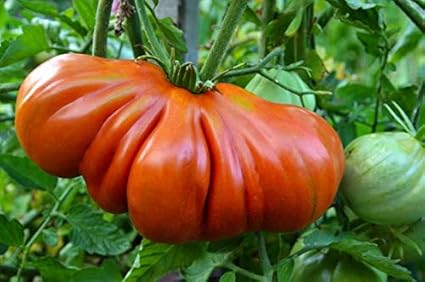 Ultrey Samenshop - Bio Riesen Ochsenherz-Tomaten Samen Fleischtomate Samen Gemüse Obst Samen ertragreich mehrjährig winterhar