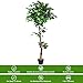Goplus 5.5FT Ficus Silk Leaf Artificial Tree, Potted Fake Tree w/Green Leaves and Natural Trunk, Maintenance Free, Tall Faux Plant for Indoor Outdoor Decoration