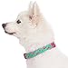 Blueberry Pet Essentials Pink Flamingo Dog Collar, Large, Neck 18-26