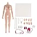 Flameer 1/6 Scale Seamless Female Figure Body Steel Skeleton for Phicen 27cm Height Normal Skin