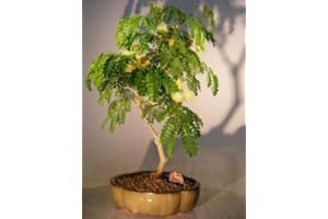 Bonsai Boy Flowering Brazilian Raintree Bonsai Tree - Medium pithecellobium tortum