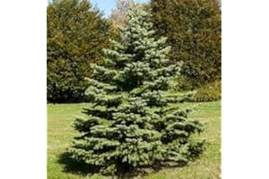 White Spruce Tree Seeds (Picea glauca) Hardy Canadian Evergreen coniferous Tree - Growing Zones 2-8 (60 Seeds) Comes with Gro