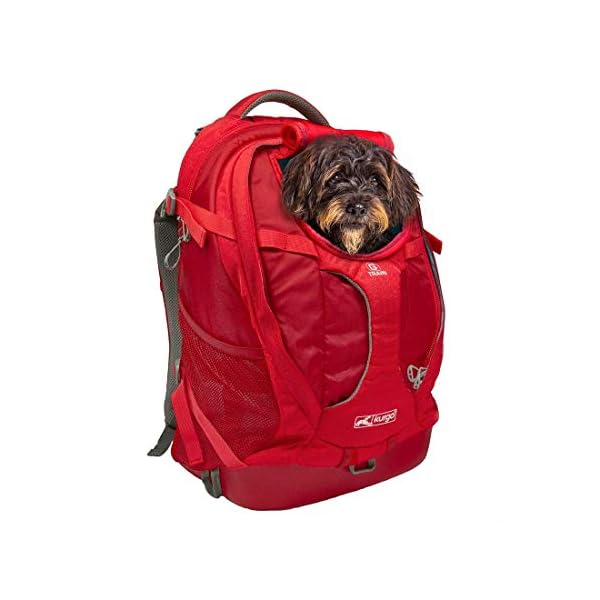 vans cat backpack ebay