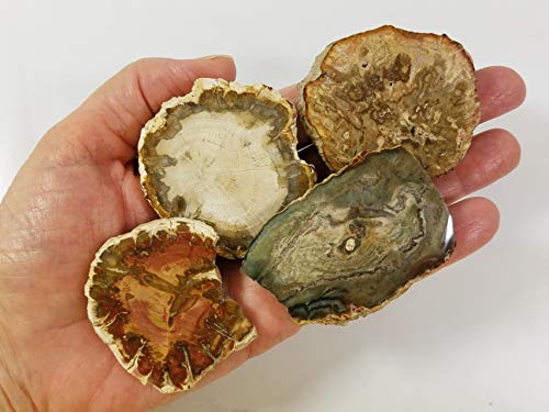 EAGems Petrified Wood Slab, Polished Fossilized Stone Tree Specimen from Madagascar, Very Small About 1" Baby Size - Thumbnail 4
