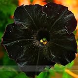 ADB Inc Rare Super Black Cat Petunia Flower Seeds