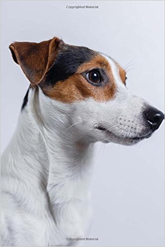 buy jack russell
