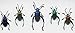 SET 5 REAL FROG LEGGED LEAF BEETLES SAGRA INSECT TAXIDERMY SET IN BOX / 3D WOODEN FRAME (Wooden Box)