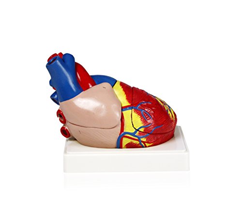 Parco Scientific PB00070 Heart Model 3X Life Size - 3 Parts