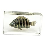 Zebra Tilapia Fish Paperweight (2.9x1.6x1