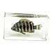 Zebra Tilapia Fish Paperweight (2.9x1.6x1