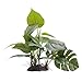 Fluval Anubias Plant for Aquarium, 8-Inch