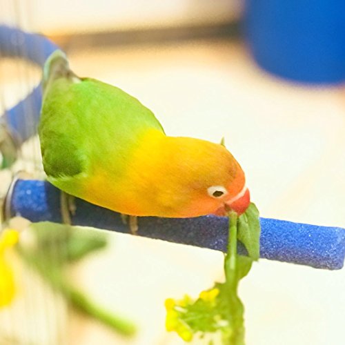 Borange Parrot Perches Bird Stand Natural Wood Quartz Sand Branches Nail Perch for Medium Large Birds African Grey Cockatiel Parakeet Conure Cage Accessory Pack of 2 (Upgraded New Version 25cm/10")
