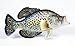 Hand Painted Crappie Fish Replica Wall Mount Decor Room Ornament Plaque 15