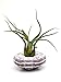 Bliss Gardens Air Plant Large Alfonso Sea Urchin with Caput Medusae Tillandsia