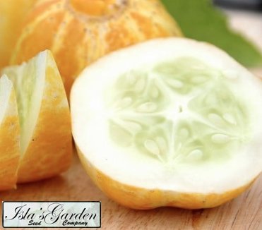 Lemon Cucumber Seeds - 125+ Premium Seeds - Cucumis Sativis - ON SALE! (Isla s Garden Seeds) - Heirloom Seeds - Non GMO - 99.9% Purity, UPC 0667744998538 - Total Quality!