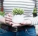 Small Faux Sedum Succulent in Round White Ceramic Planter - 4 x 4.5 Inches - Marmeda Decor Potted Artificial Plant in Glazed Clay Vase - Global Modern Decor for Home or Office