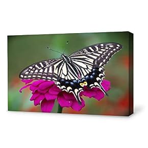 Beautiful Butterfly Painting for Bedroom Living Room