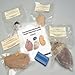 Carolina Comparative Mammalian Organ Dissection Kit Ð Study Eye, Brain, Kidney & Heart Anatomy | Includes Histology Slides | Ngss-Aligned | Preserved in Safe Solution | Ideal for Stations Or Class