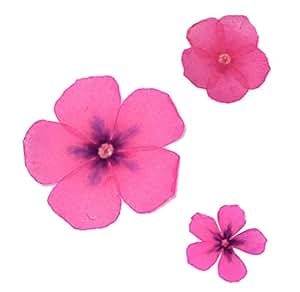 amazoncom silver j pressed real dried flower stickers epoxy self