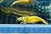 Live Freshwater Aquarium Shrimp Neocaridina (Neon Yellow (10 Pack))