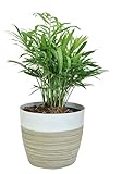 Costa Farms Neanthe Bella Parlor Palm, Live Indoor