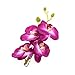 DreamLily Hawaiian Orchid Flower Hair Clips for Wedding Hair Brooch Hawaii Beach Wearing (White Purple)