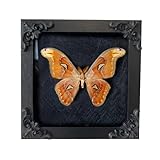 Insect Display Frame,Butterfly Shadow Box with Top