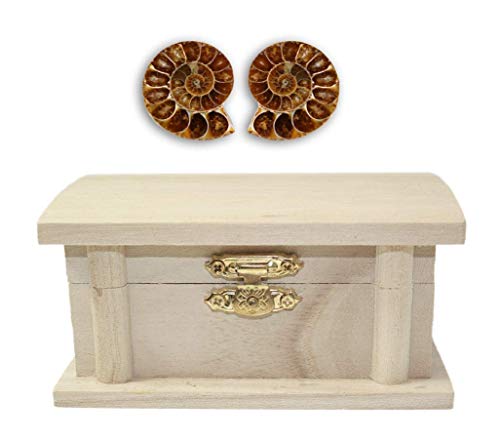 Ammonite Treasure Chest Collector Rock 0.50-0.75 Inch w Info Card