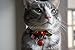 Necoichi Daruma Charm Bow Tie Cat Collar (Red)