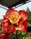 4 Orange Red Desert Rose Seeds Adenium Flower