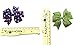 CÉLLOT 3 Inch Boutique Grosgrain Ribbon Pinwheel Hair Bows Alligator Clips For Girls Toddlers Accessories Teens Gifts In Pairs