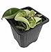 Hindu Indian Rope Plant - Hoya - Exotic yet Easy - 3" Pot