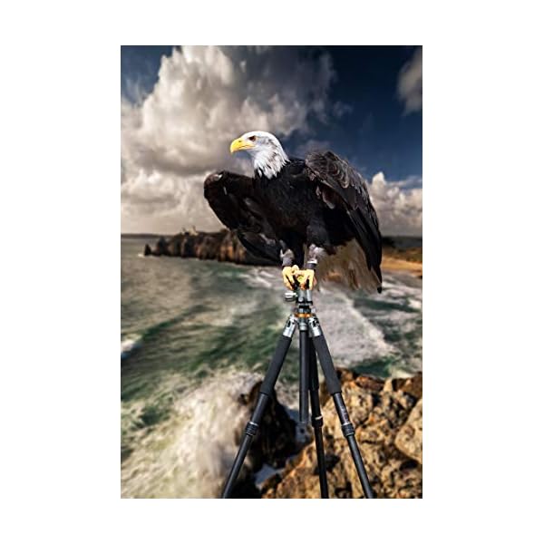 Rollei Lion Rock 30 Mark II, Carbon Stativ, professionelles Kamera Stativ 30 kg Tragkraft, ideal für… – Bild 5