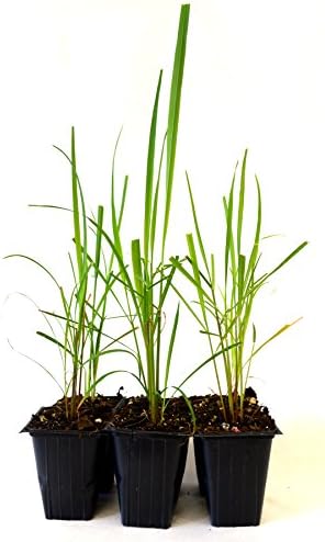 9Greenbox Lemon Grass, 4 Pound (Pack of 6)