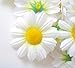 (24) Silk White Gerbera Daisy Flower Heads , Gerber Daisies 1.75
