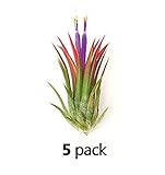 The Drunken Gnome AIR PLANTS - IONANTHA RUBRA MEDIUM - 5 PACK - air purifying flowering tillandsia for terrarium, fairy garden starter kit, home office, indoor outdoor, corporate gift (5 MEDIUM)