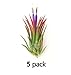 The Drunken Gnome AIR PLANTS - IONANTHA RUBRA MEDIUM - 5 PACK - air purifying flowering tillandsia for terrarium, fairy garden starter kit, home office, indoor outdoor, corporate gift (5 MEDIUM)