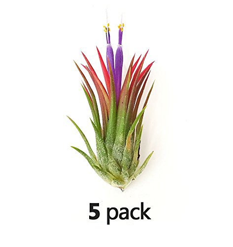 The Drunken Gnome AIR PLANTS - IONANTHA RUBRA MEDIUM - 5 PACK - air purifying flowering tillandsia for terrarium, fairy garden starter kit, home office, indoor outdoor, corporate gift (5 MEDIUM)