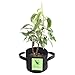 G-LEAF Grow Bag, 3-Gallon 5-Bag Grow Pot for Plant