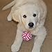 Puppy Chew Teething Rope Toys Set, Mini Dental Pack For Small To Medium Dogs
