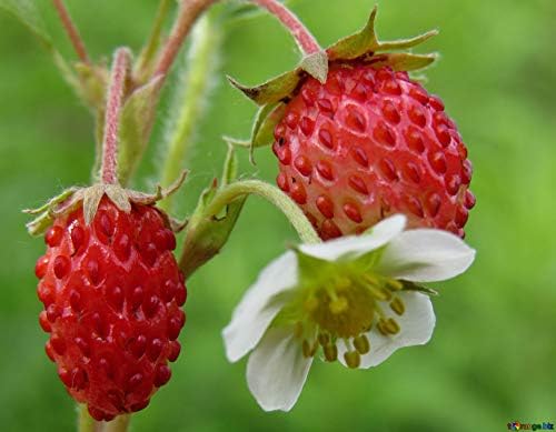 Seeds4planting - Seeds Strawberry Regina Giant - Organic