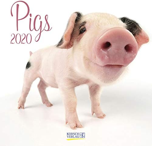 Download Pigs 2020: Broschürenkalender mit Ferienterminen. Süße Nahaufnahmen von Ferkeln vor weißen Hintergrund PDF