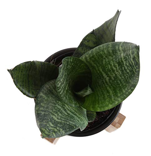 3 Costa+Farms+Sansevieria+4+25+Inch+Mid+Century